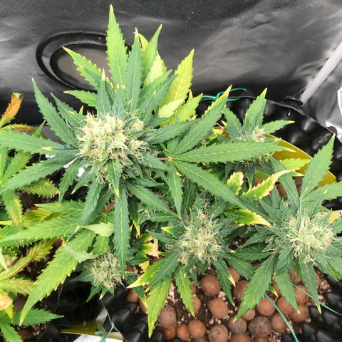 Zkittlez Express growlog timeline photo