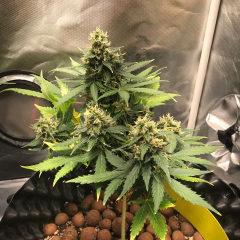 Zkittlez Express growlog timeline photo