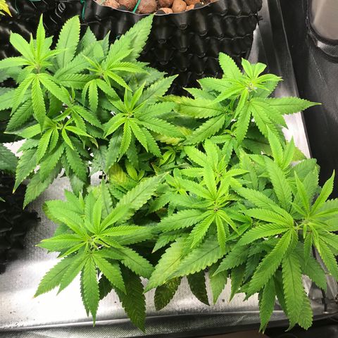 Amnesia Haze growlog timeline photo