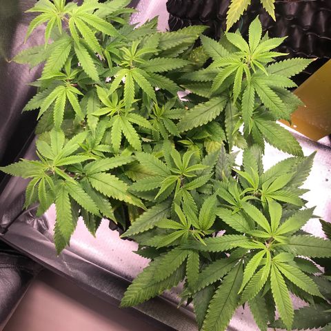 Amnesia Haze growlog timeline photo
