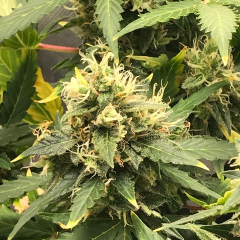 Zkittlez Express growlog timeline photo