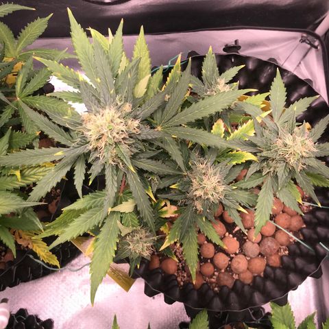 Zkittlez Express growlog timeline photo