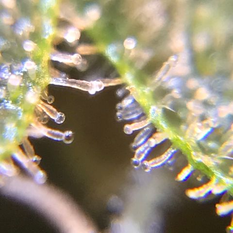 Zkittlez Express growlog timeline photo