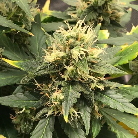 Zkittlez Express growlog timeline photo