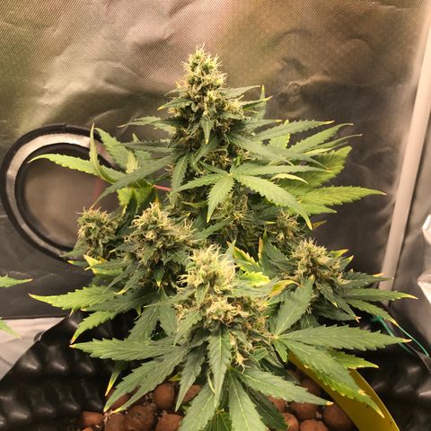 Zkittlez Express growlog timeline photo