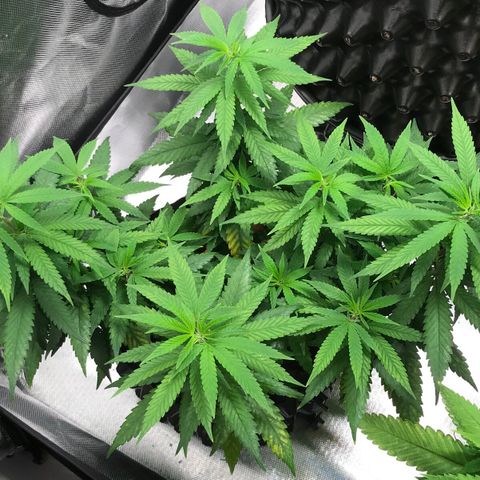 Cheese growlog timeline photo