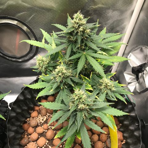 Zkittlez Express growlog timeline photo