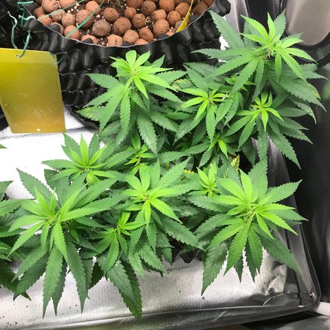 Cheese growlog timeline photo