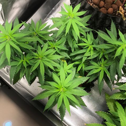 Cheese growlog timeline photo