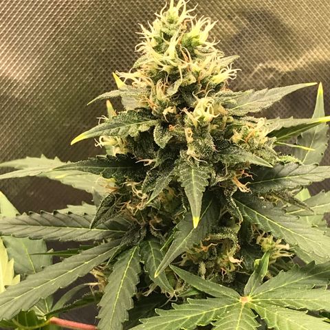 Zkittlez Express growlog timeline photo