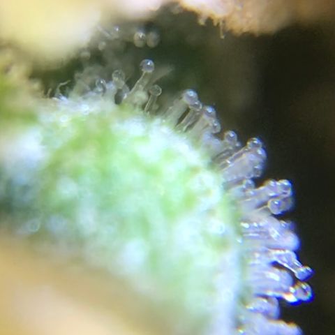 Zkittlez Express growlog timeline photo