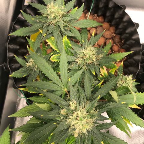 Zkittlez Express growlog timeline photo
