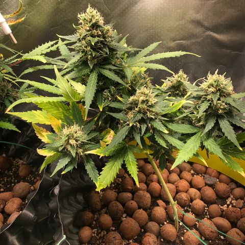 Zkittlez Express growlog timeline photo