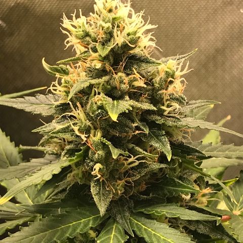 Zkittlez Express growlog timeline photo