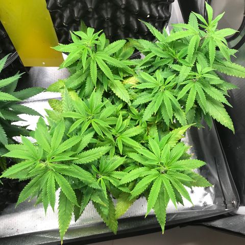 Amnesia Haze growlog timeline photo