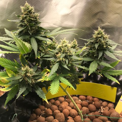Zkittlez Express growlog timeline photo