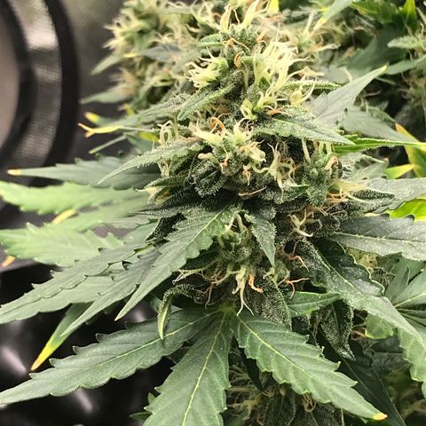 Zkittlez Express growlog timeline photo