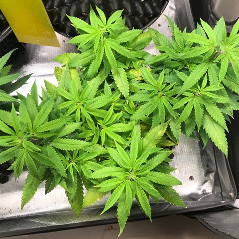 Amnesia Haze growlog timeline photo