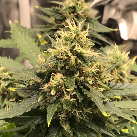 Zkittlez Express growlog timeline photo