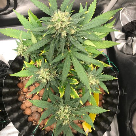 Zkittlez Express growlog timeline photo