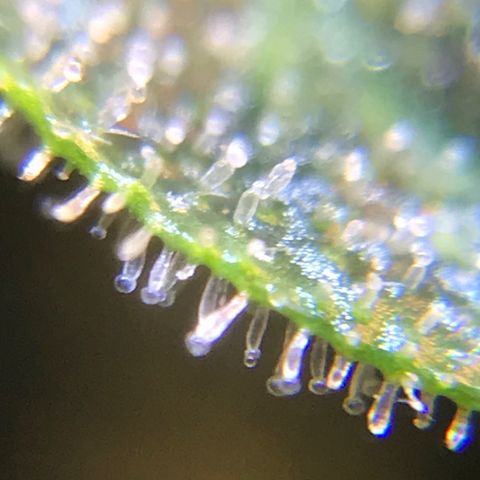 Zkittlez Express growlog timeline photo