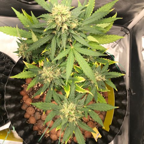 Zkittlez Express growlog timeline photo