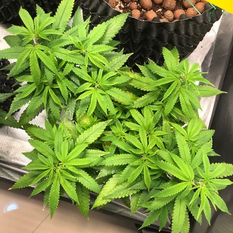 Amnesia Haze growlog timeline photo