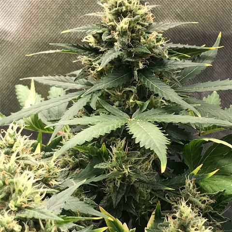 Zkittlez Express growlog timeline photo