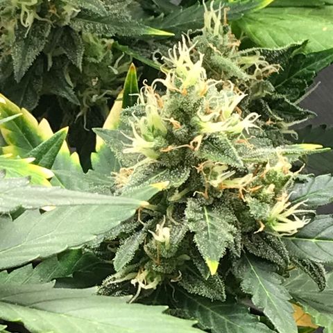 Zkittlez Express growlog timeline photo