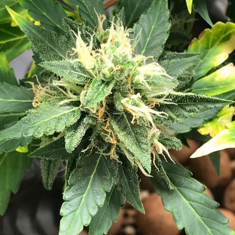 Zkittlez Express growlog timeline photo