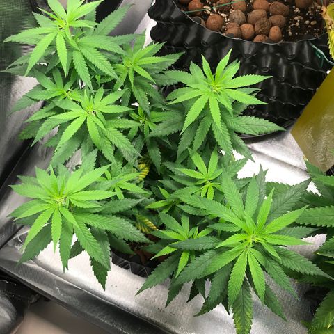 Cheese growlog timeline photo