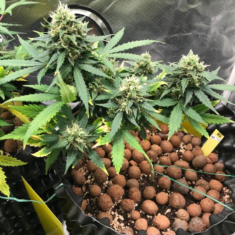 Zkittlez Express growlog timeline photo