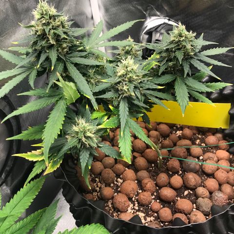 Zkittlez Express growlog timeline photo