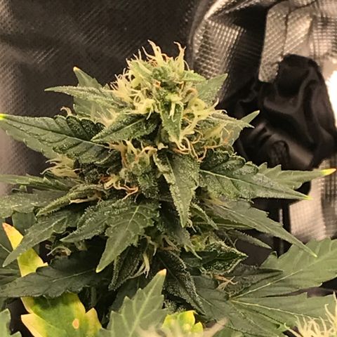 Zkittlez Express growlog timeline photo