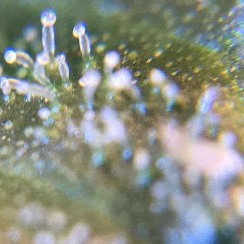 Zkittlez Express growlog timeline photo