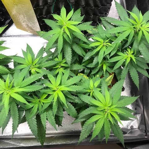 Cheese growlog timeline photo