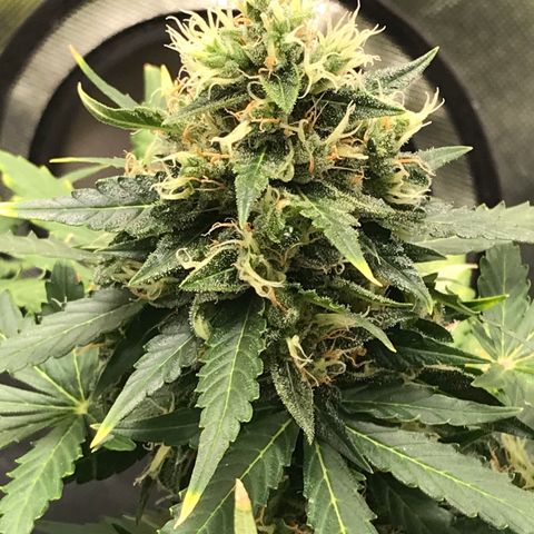 Zkittlez Express growlog timeline photo