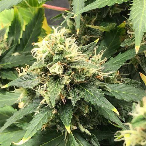 Zkittlez Express growlog timeline photo