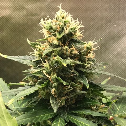 Zkittlez Express growlog timeline photo