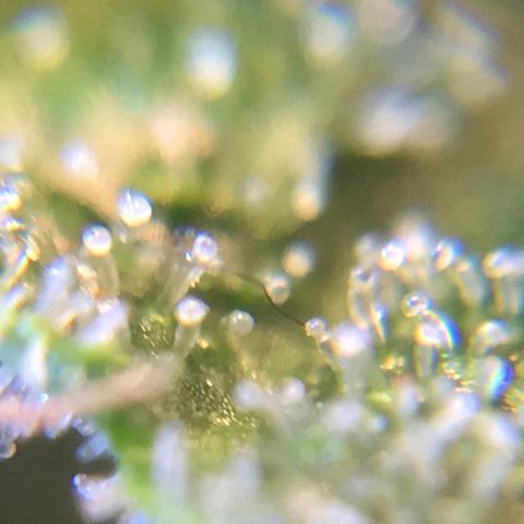 Zkittlez Express growlog timeline photo