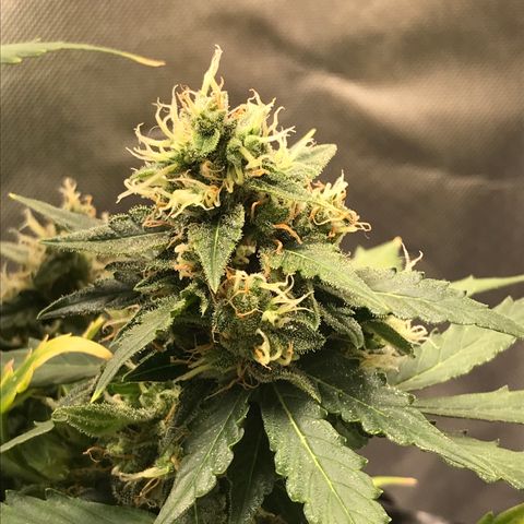 Zkittlez Express growlog timeline photo
