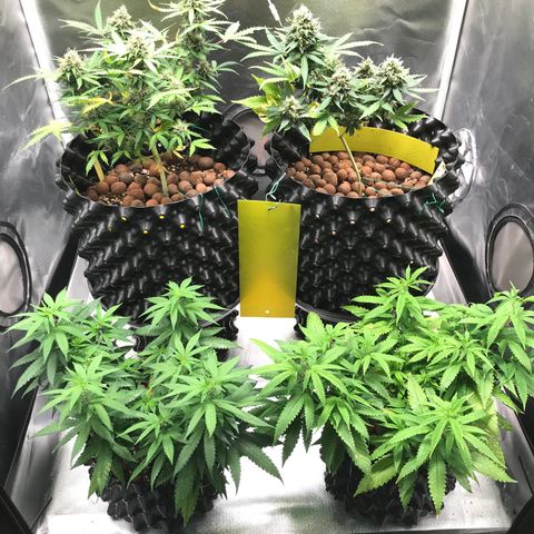 Zkittlez Express growlog timeline photo