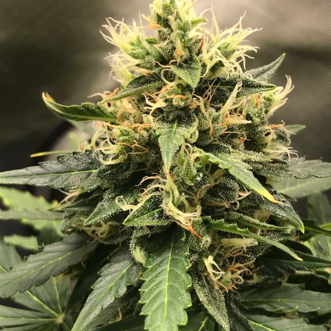 Zkittlez Express growlog timeline photo