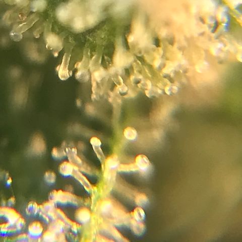 Zkittlez Express growlog timeline photo