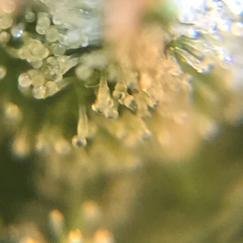 Zkittlez Express growlog timeline photo