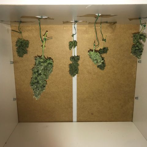 Zkittlez Express growlog photo: Secagem 