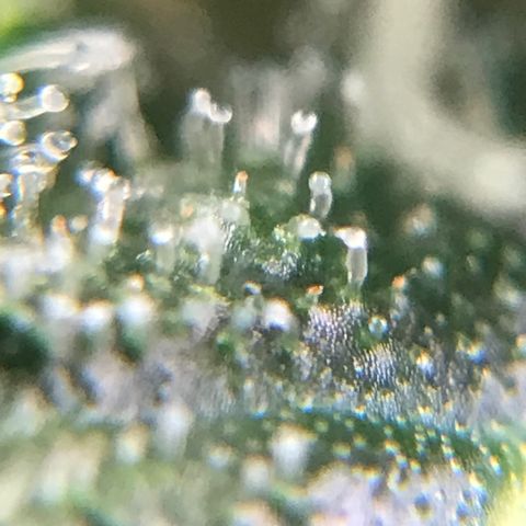 Zkittlez Express growlog timeline photo