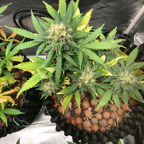 Zkittlez Express growlog timeline photo