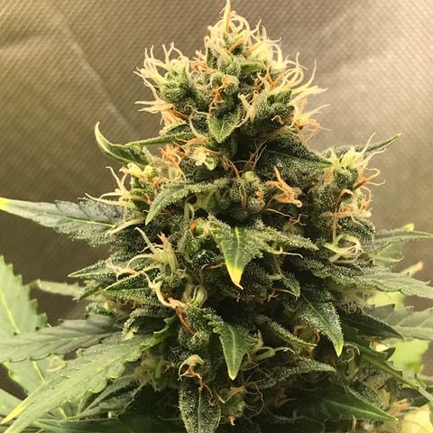 Zkittlez Express growlog timeline photo