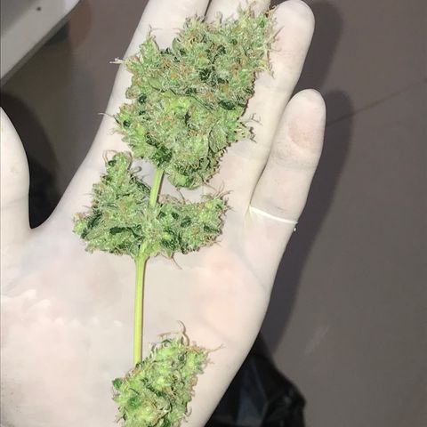 Zkittlez Express growlog timeline photo